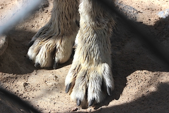 wolfpaw
