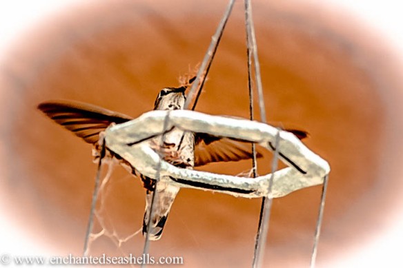 hummingbirdwings
